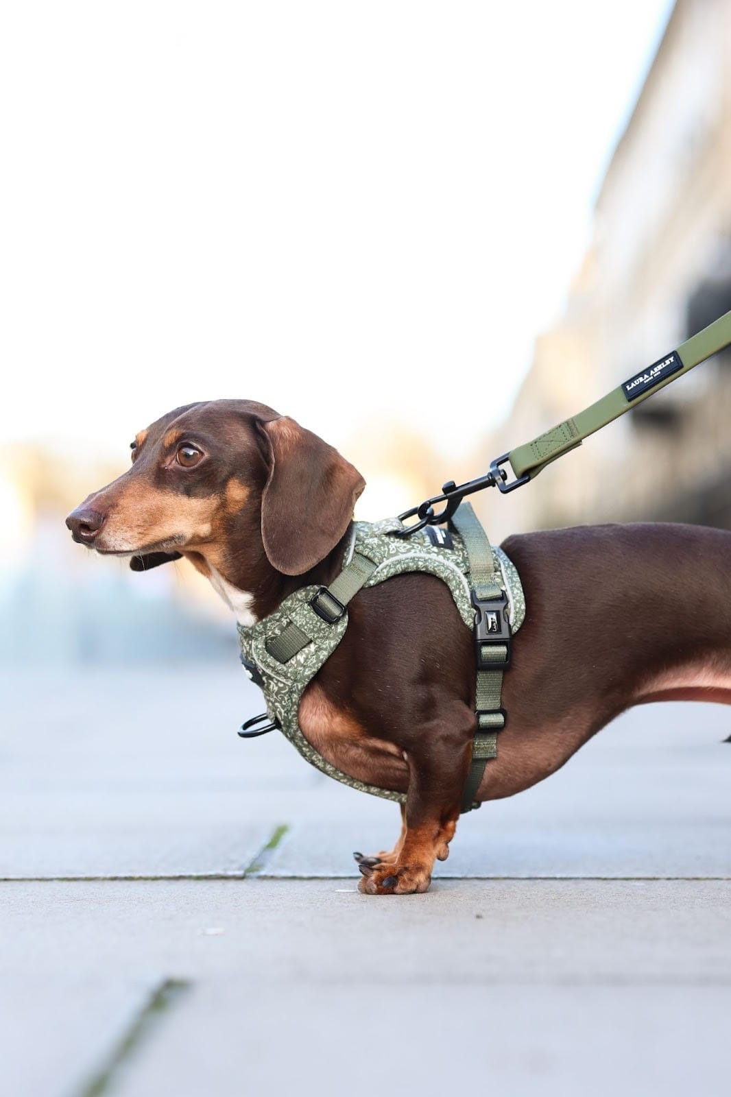 Laura Ashley announces partnership with The aDoraBle Pooch Company