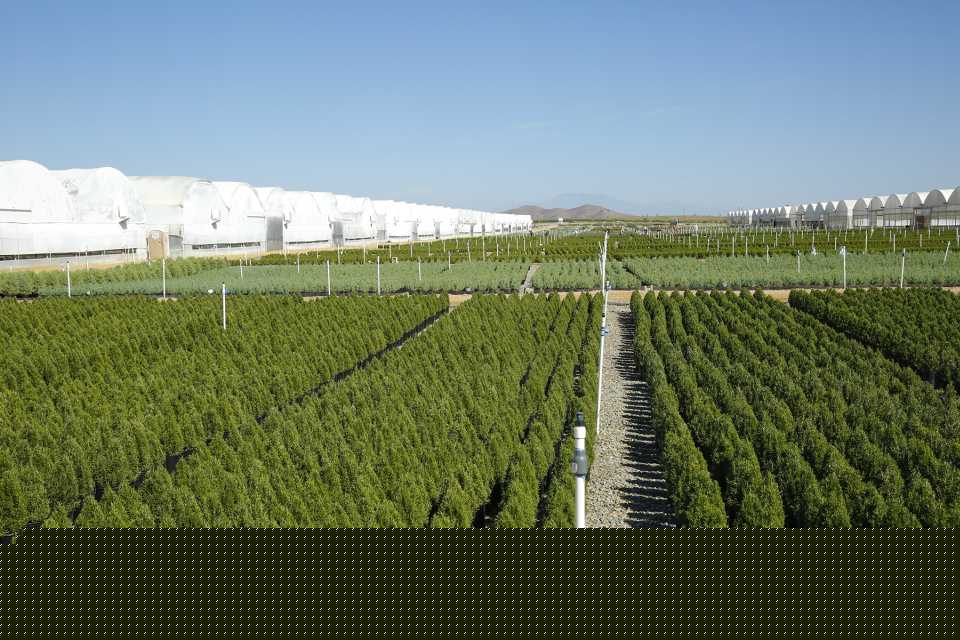 Fire at Altman Plants’ Texas Facility Damages Soil Mixing and Transplanting Hub
