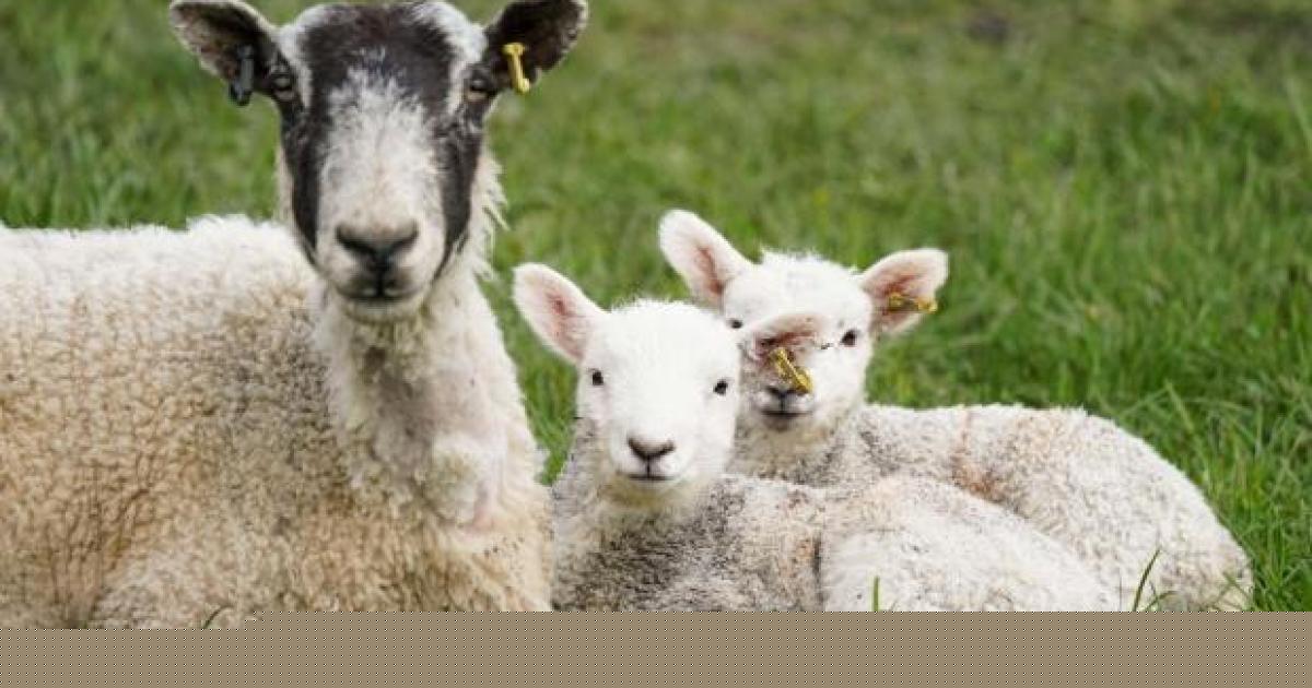 Warning for North Yorkshire farmers as bluetongue cases soar