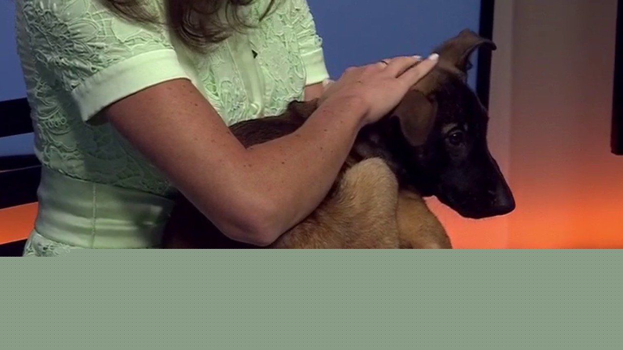 Zorro at Austin Pets Alive!