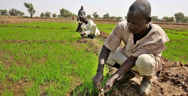 Japan commits $3.5m grant to boost Nigeria’s rice seed production
