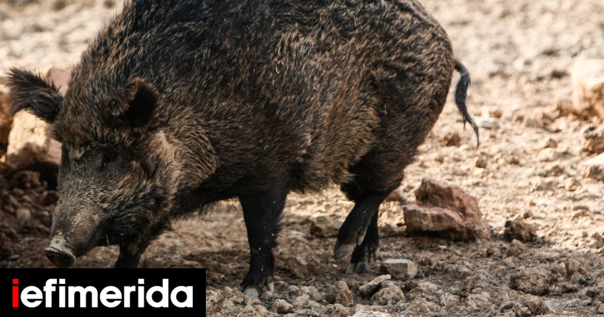 Εύβοια: Πέθανε ο 37χρονος μοτοσικλετιστής που είχε τραυματιστεί σε τροχαίο με αγριογούρουνο