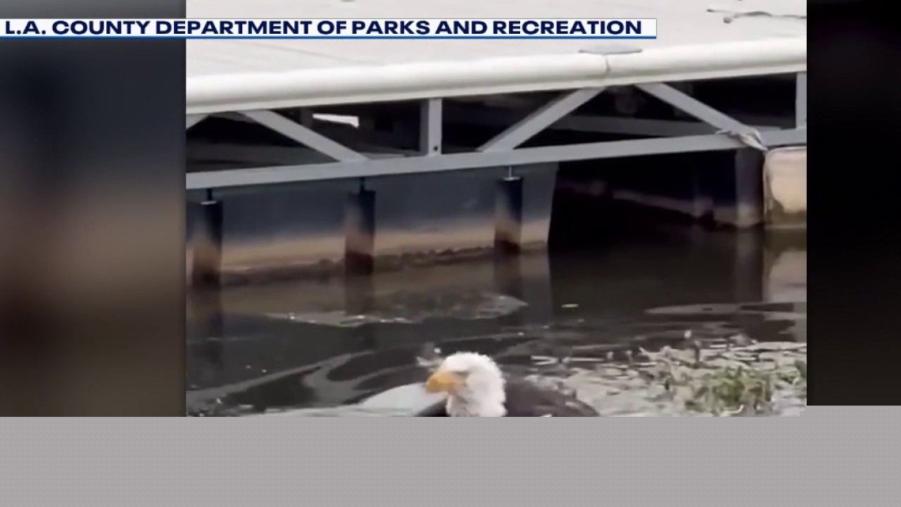 Injured bald eagle believed to be Jackie recovering