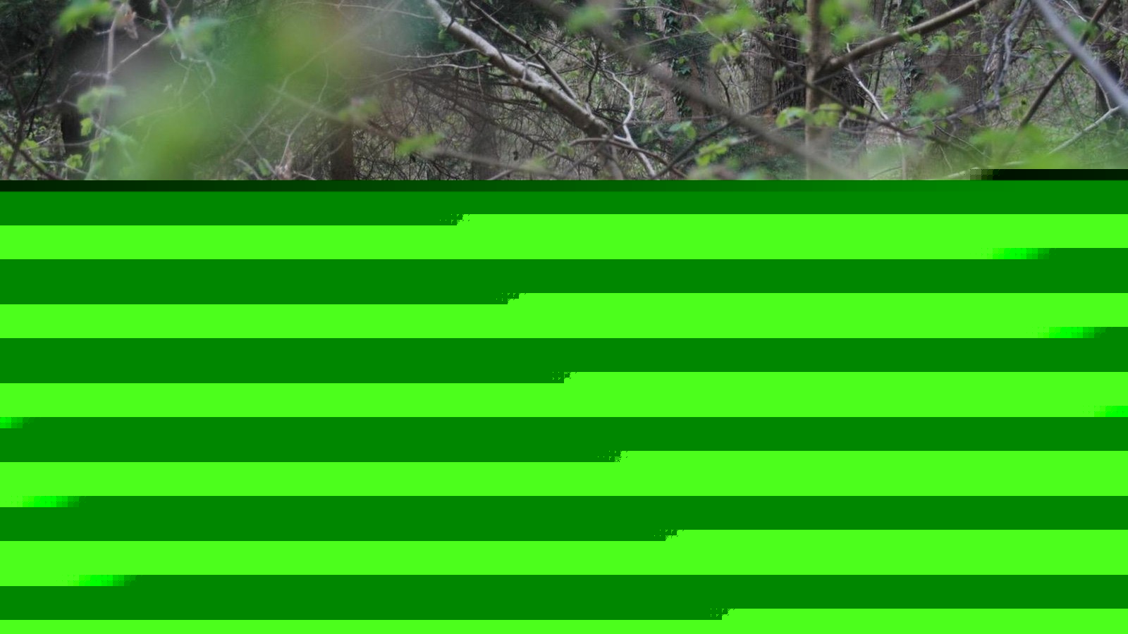 Waldbrandgefahrenstufe 4 in weiten Teilen des Kreises Saalfeld-Rudolstadt
