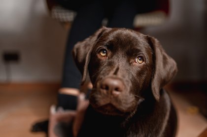 Couple Dog Sits for Labrador—Can’t Handle What ‘Care Instructions’ Say