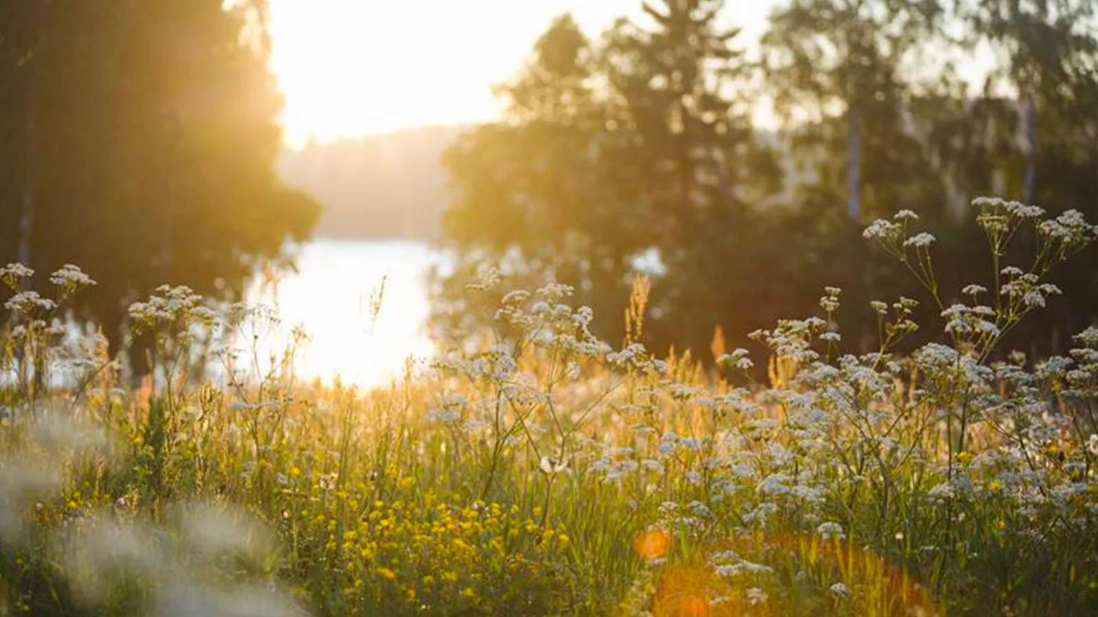 L’Oréal: merging beauty and regenerative agriculture for a greener tomorrow