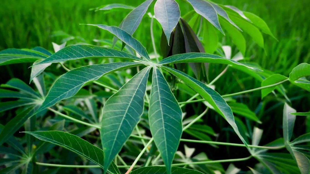 6 Resep Camilan dari Daun Singkong, Lezat dan Kaya Nutrisi