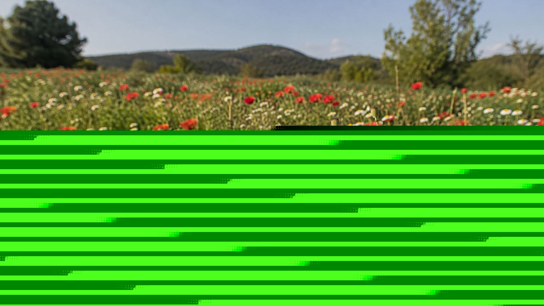 Las plantas están sacrificando su capacidad para adaptarse al calor para seguir atrayendo a los pocos polinizadores que quedan