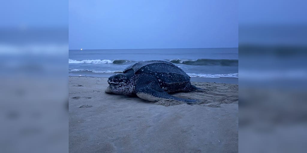 World's largest sea turtle species nests in Virginia for first time in recorded history