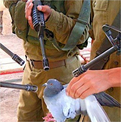 /r/freefolk - Arya against rogue pigeons | /r/FreeFolk