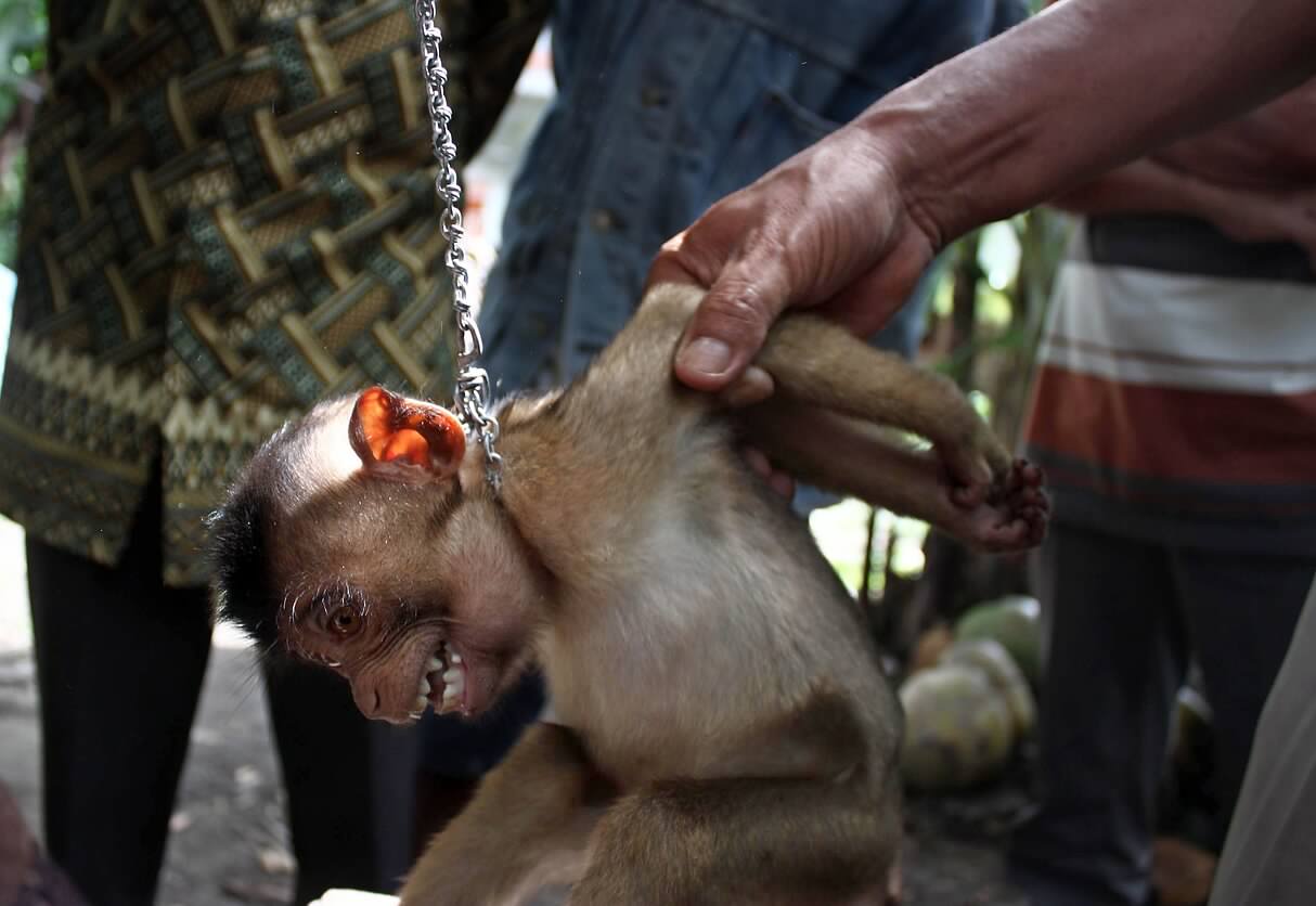 Indonezijoje sugauta beždžionė, per dvi savaites sužeidusi 18 žmonių