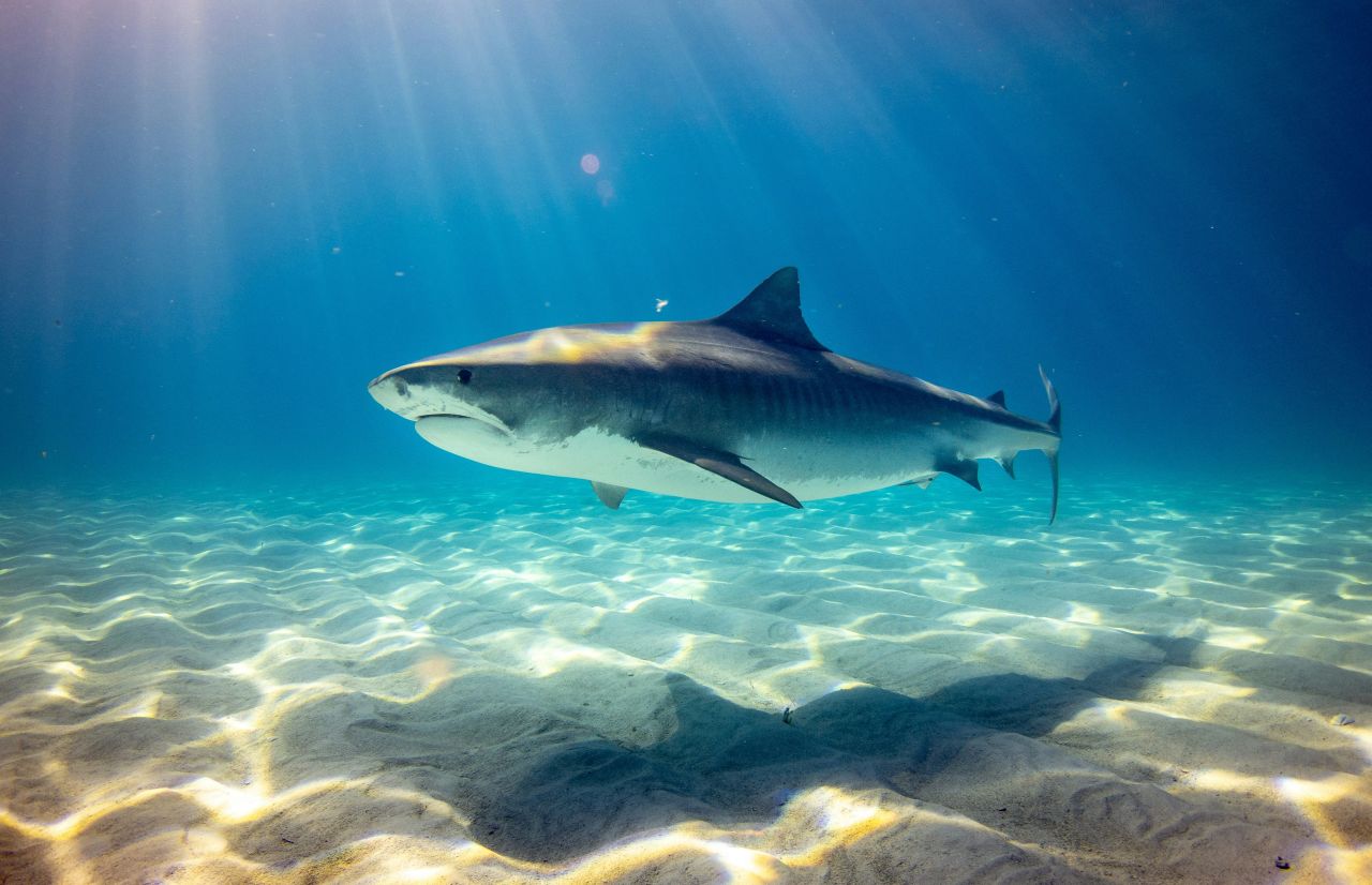 Squali con la pancia luminosa e granchi grandi come una mandorla: l’Australia ci regala nuove specie marine
