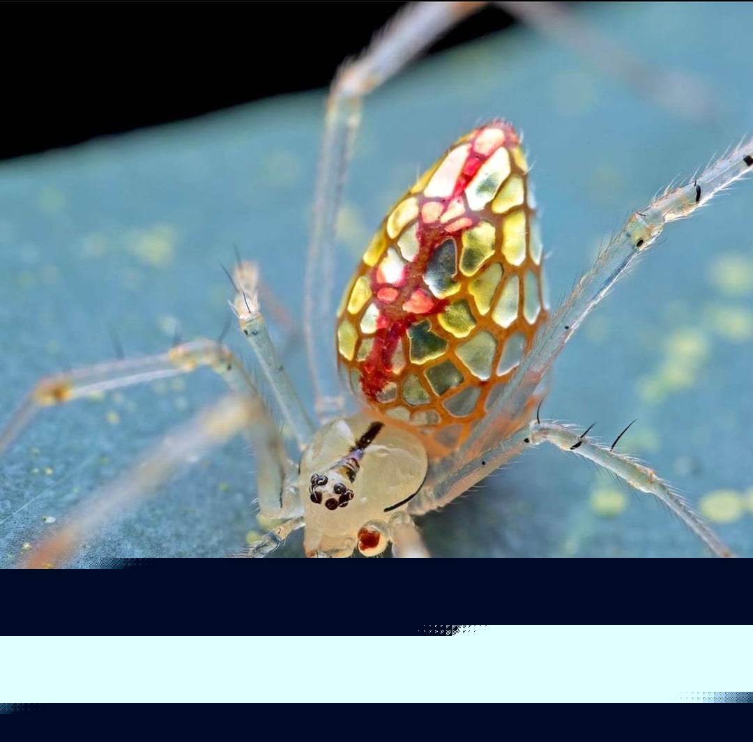 Animals - Mirror spider
