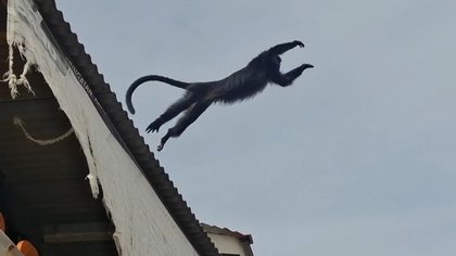 Saat Lutung Nyasar Buat Heboh Emak-Emak yang Sedang Mencuci: Seperti Monyet Tapi Kok Beda