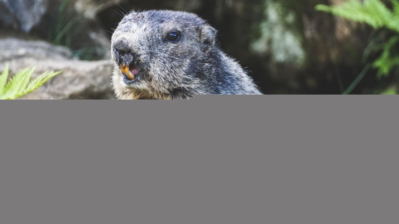 OnlyFans for marmots?? | ChicagoLIVE