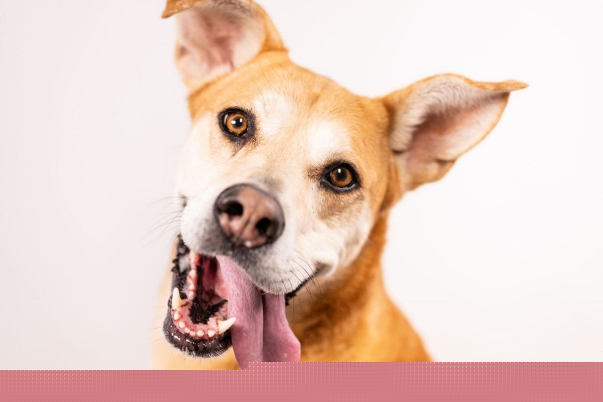 Meet Chica: The NOCO Humane Pet of the Week