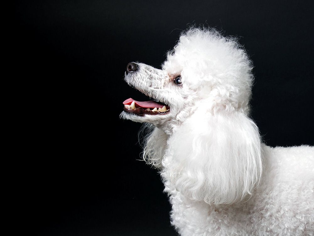 Ontario taxpayers hit with $98K care bill after 55 miniature poodles pulled from urine-soaked home