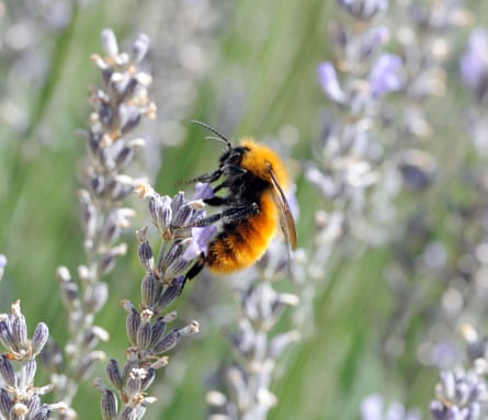 ‘Panda of the insect world’: the moscardón bumblebee creates buzz for invertebrate of the year