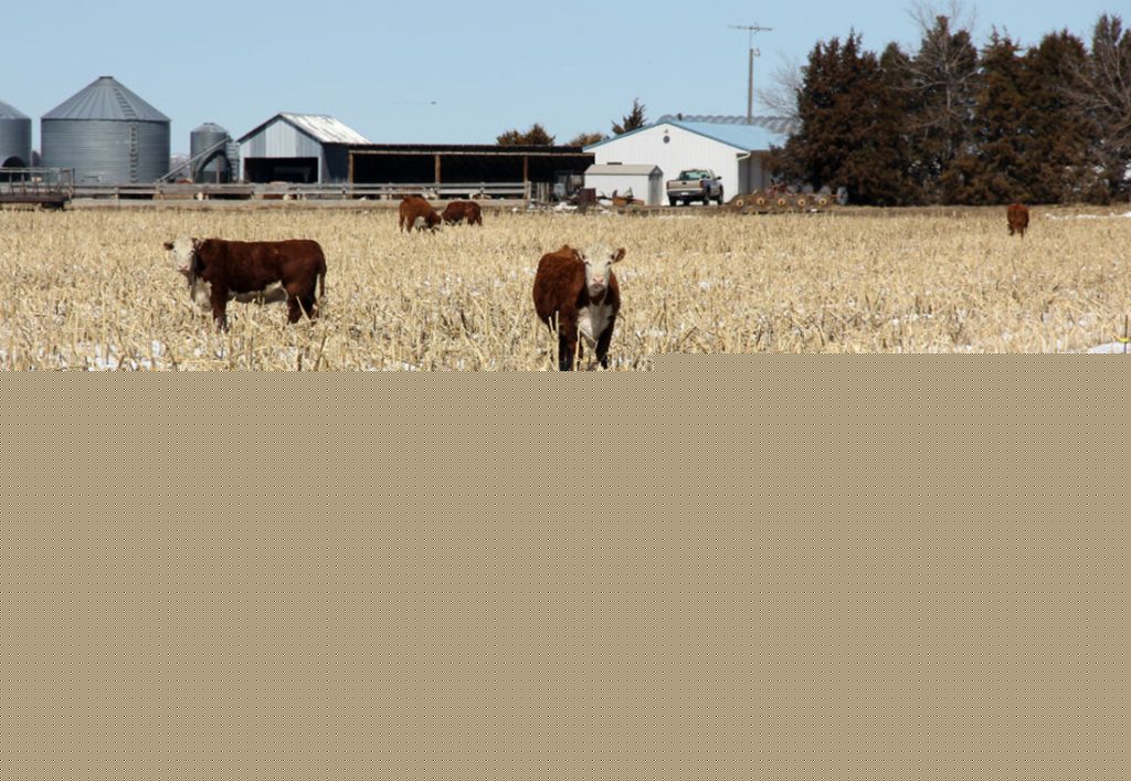 Cattle feed option in drought: Grazing standing corn