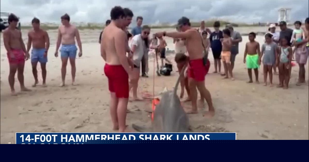 14-foot hammerhead shark washes ashore in Carolina Beach