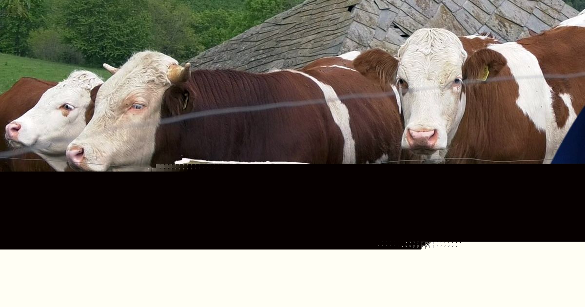 Imate li pravo na premiju za mleko? Podnošenje zahteva je u toku, evo i do kada traju prijave