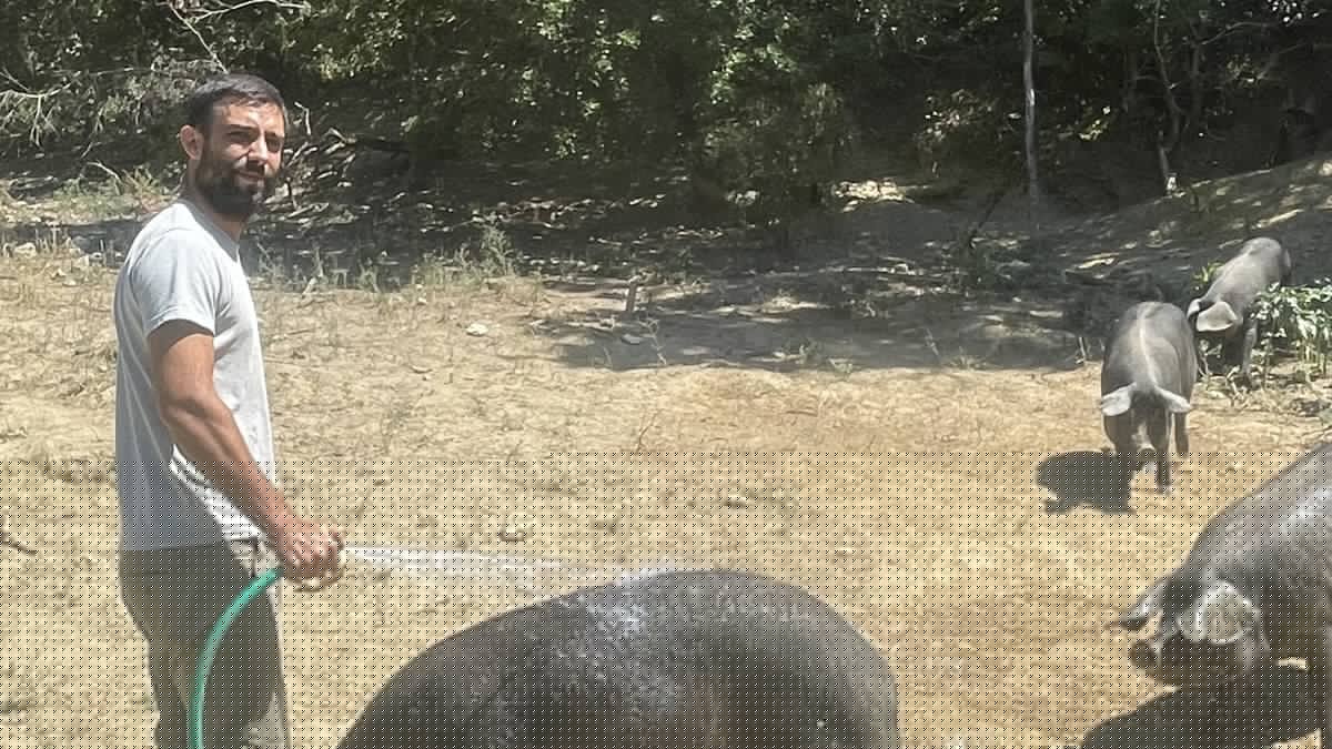 TÉMOIGNAGES. "Oublier le béton et la pression citadine" : Vincent et Laura ont tout quitté en région parisienne pour élever des cochons noirs en Lot-et-Garonne