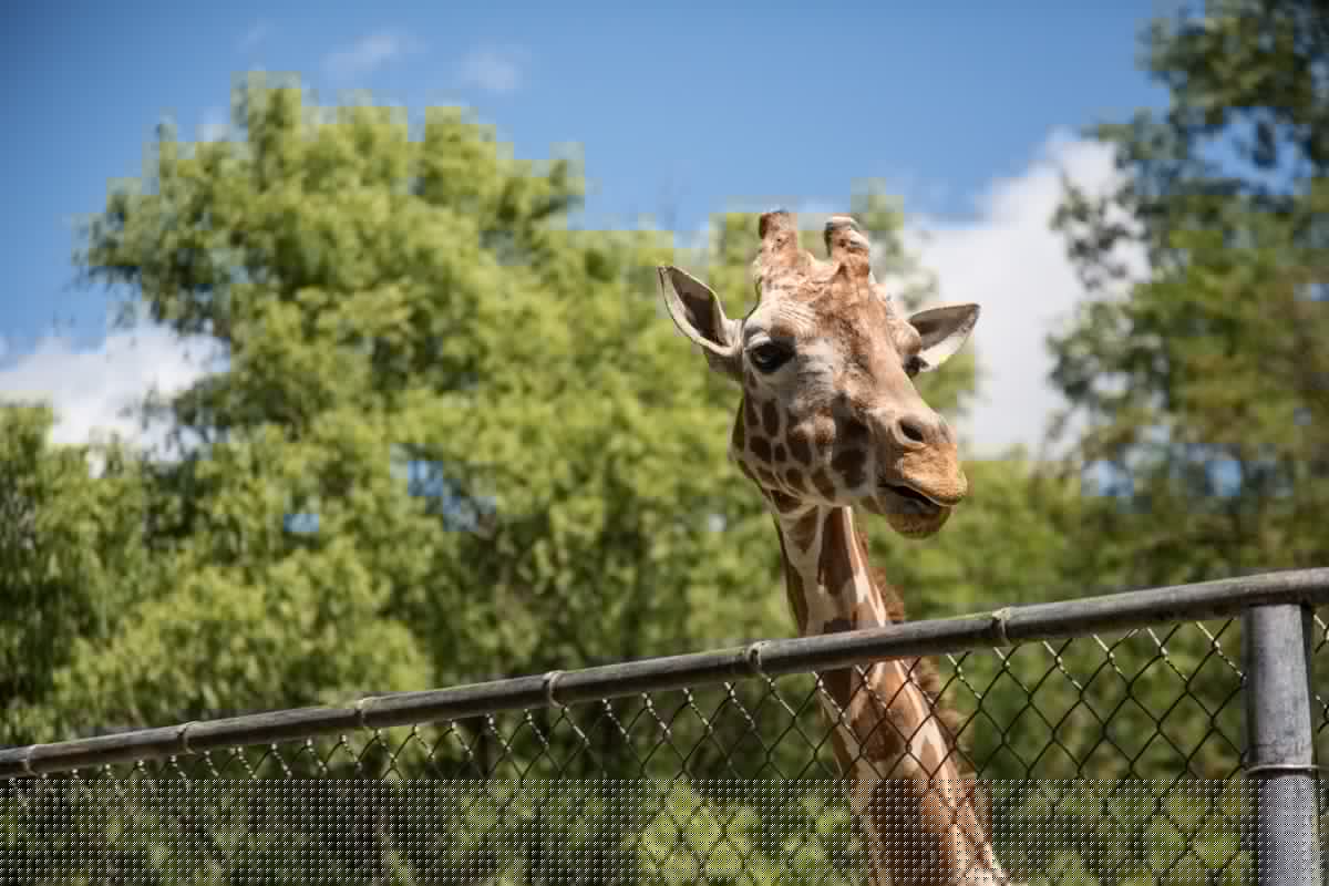 OKC Zoo Changes Hours During Oklahoma Heat Wave