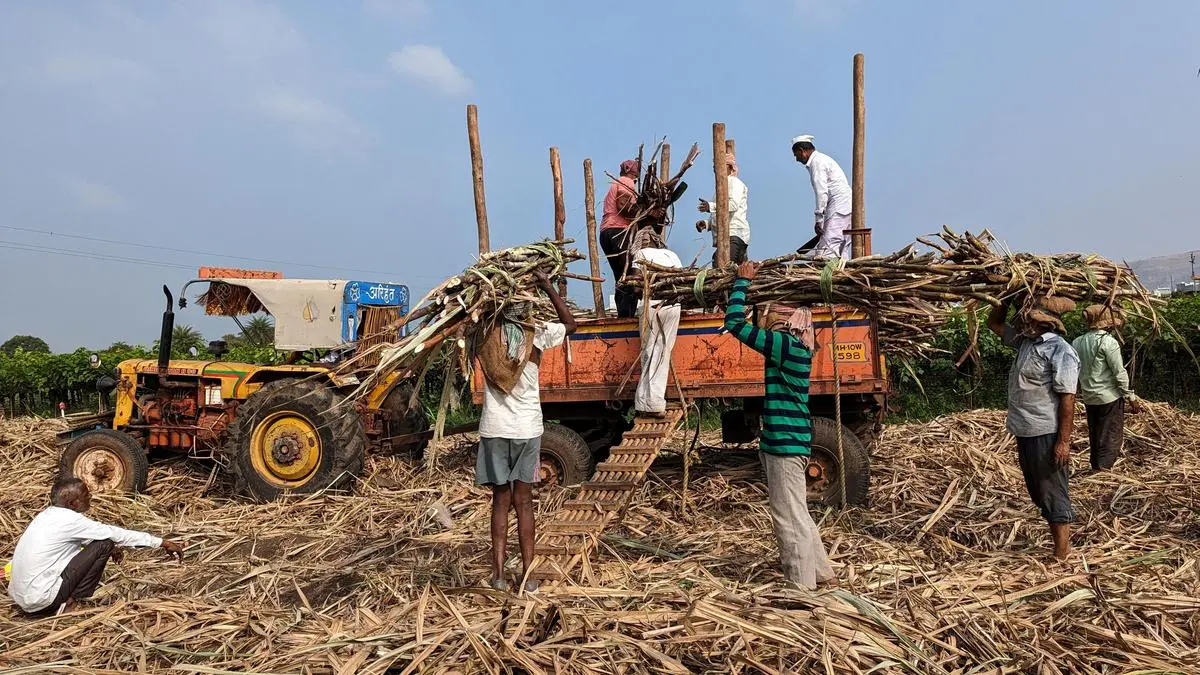 Maharashtra sugar mills in quandary as farmers take cane to Karnataka