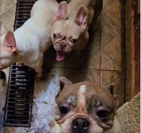 Canil clandestino é fechado em Campo Grande; animais seriam vendidos na Barra
