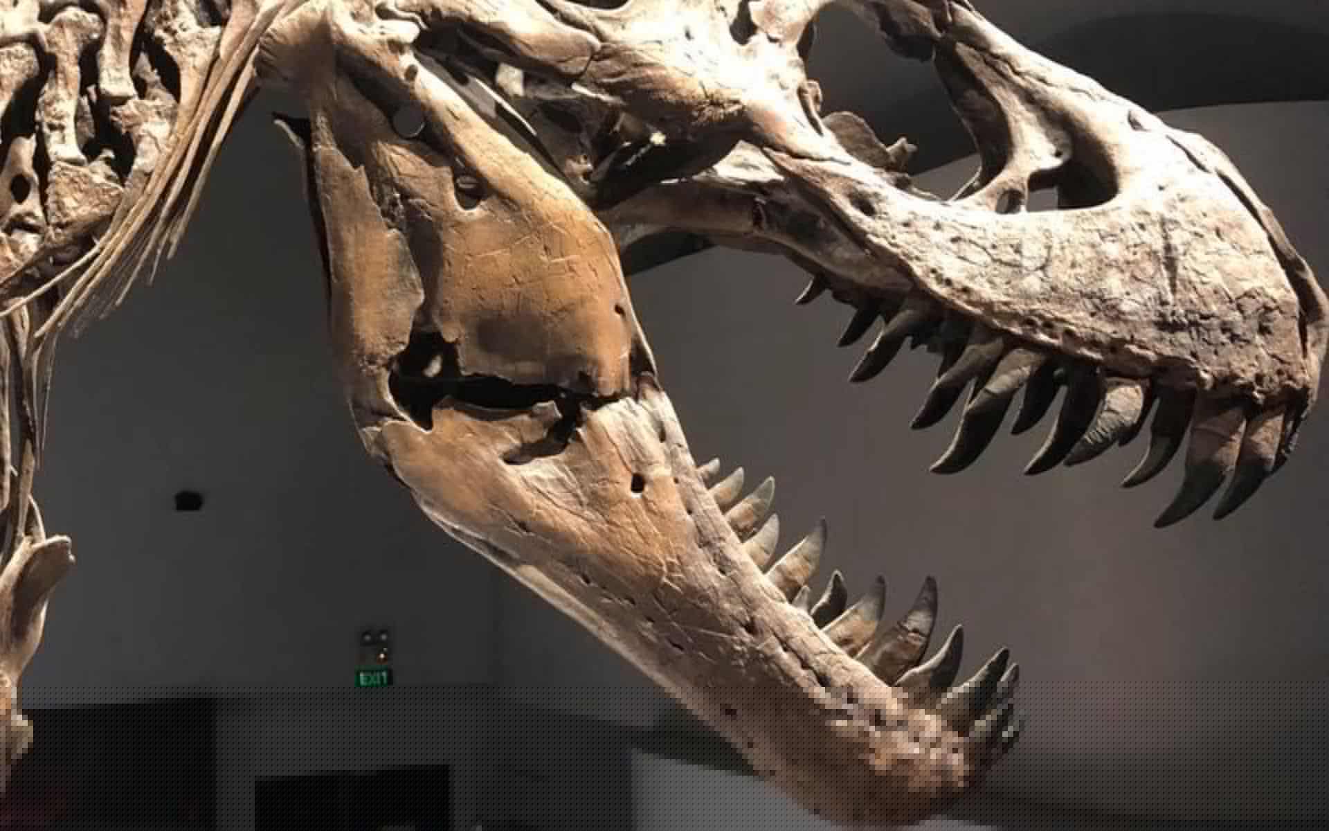How Dinosaur Teeth Expose the Secrets of Earth’s Ancient Climate