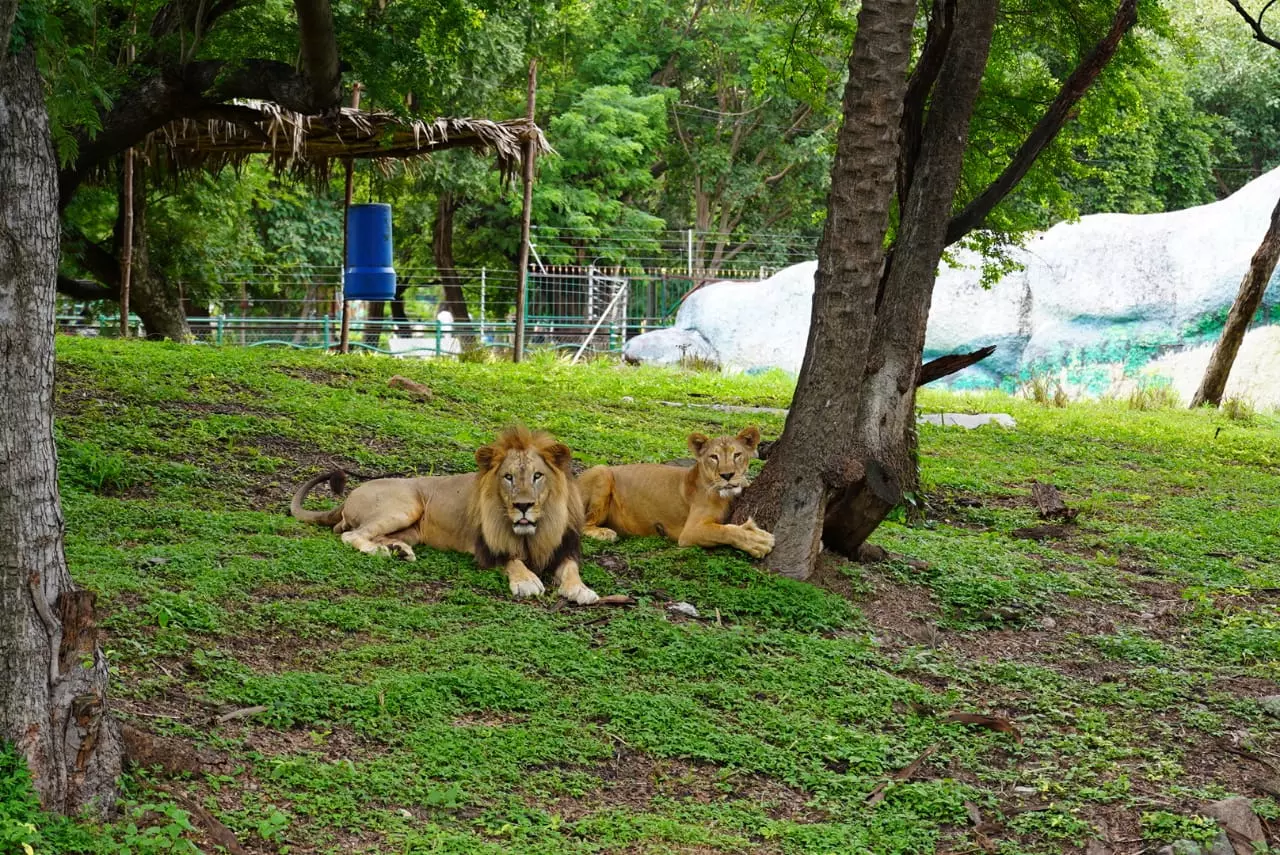 World Lion Day Marked At Nehru Zoo