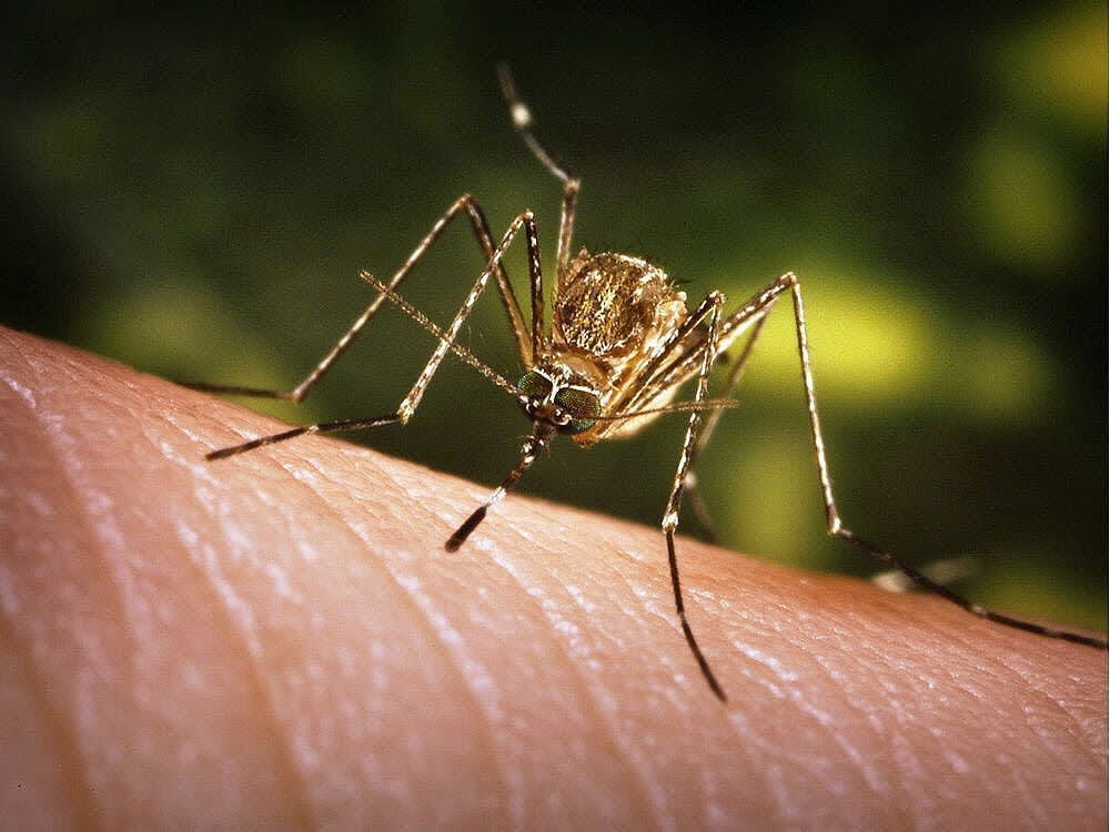 Local mosquitoes test positive for West Nile virus