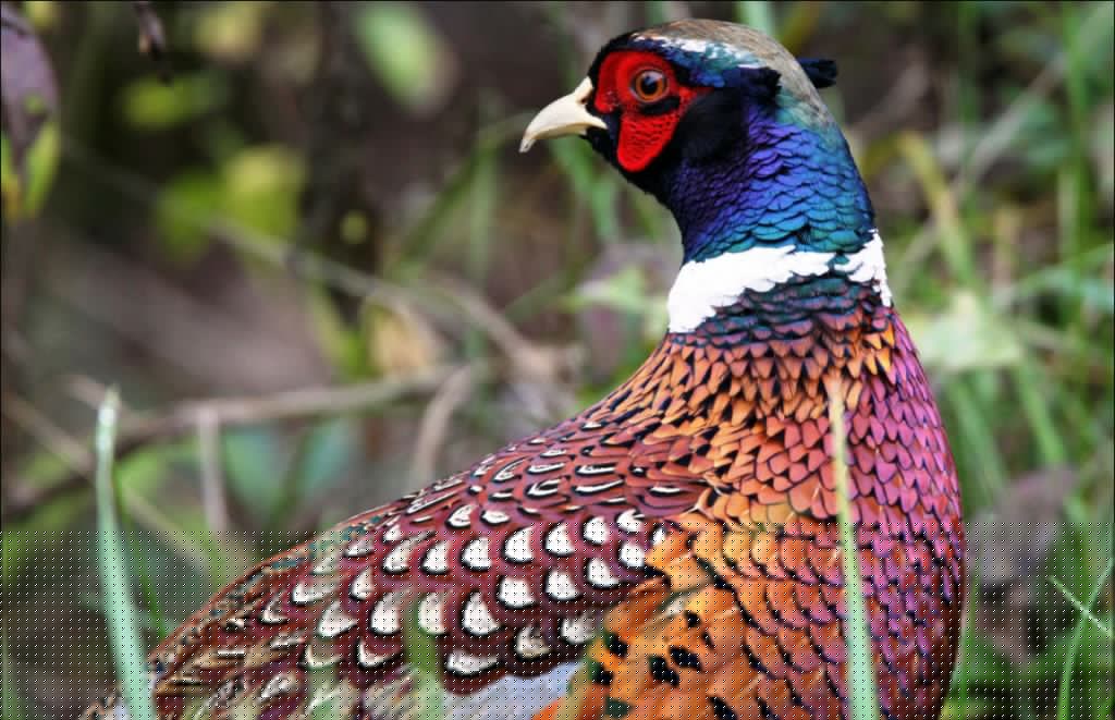 Junior pheasant season just around the corner