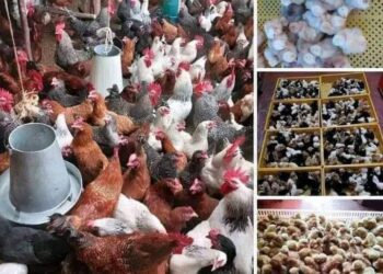 Cross River, FG partner to boost livestock exports, commission control post