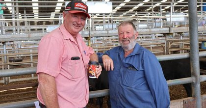 Hereford cattle outshine Angus steers and heifers at Leongatha store market