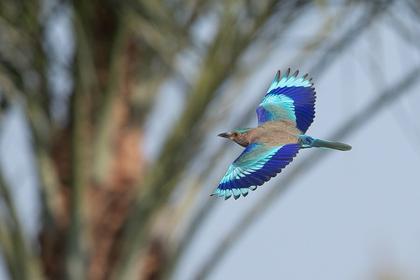 Adult Indian Roller – Dhahran Hills