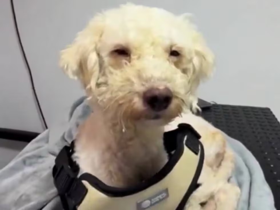 La historia de Bailey, el perro que pasó 29 días sepultado tras los devastadores terremotos en Venezuela