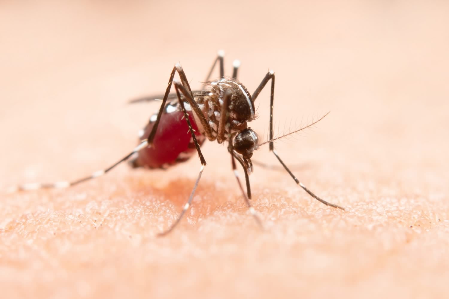 Pele que atrai mosquitos: mito ou realidade?