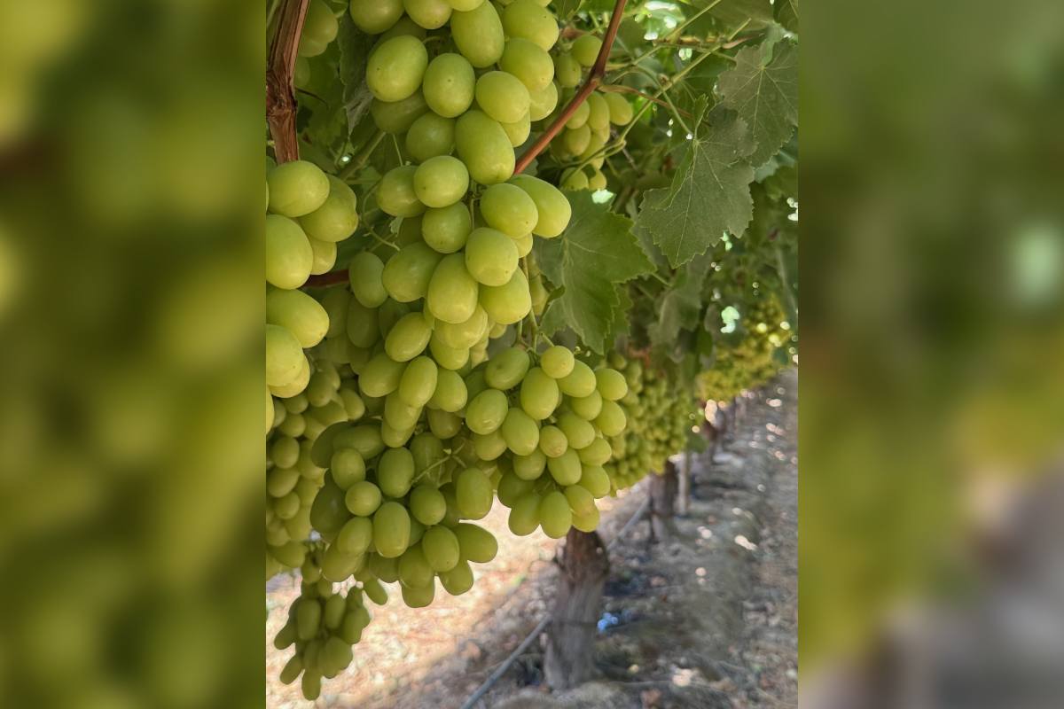 Sun World expands global branded fruit network with new licensees in Italy, Peru, and the US