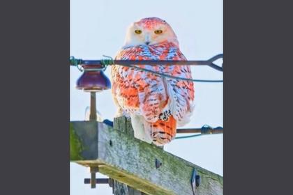 A Rare Orange Snowy Owl Spotted In Michigan Sparks Curiosity