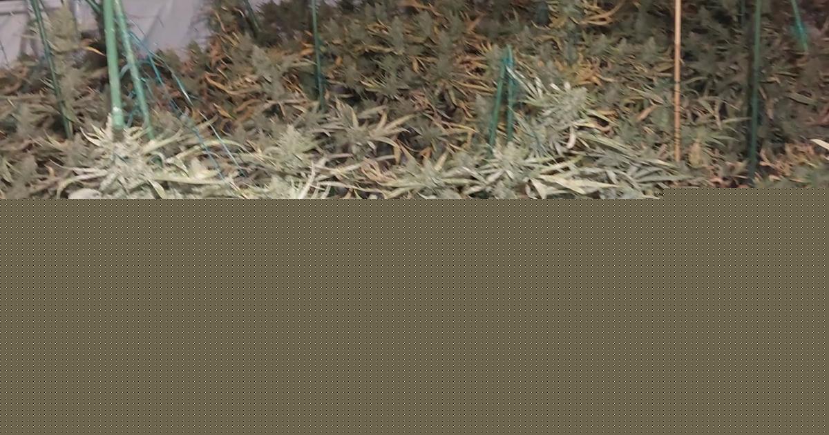 Cannabis farm with more than 70 plants found by police in Keighley property
