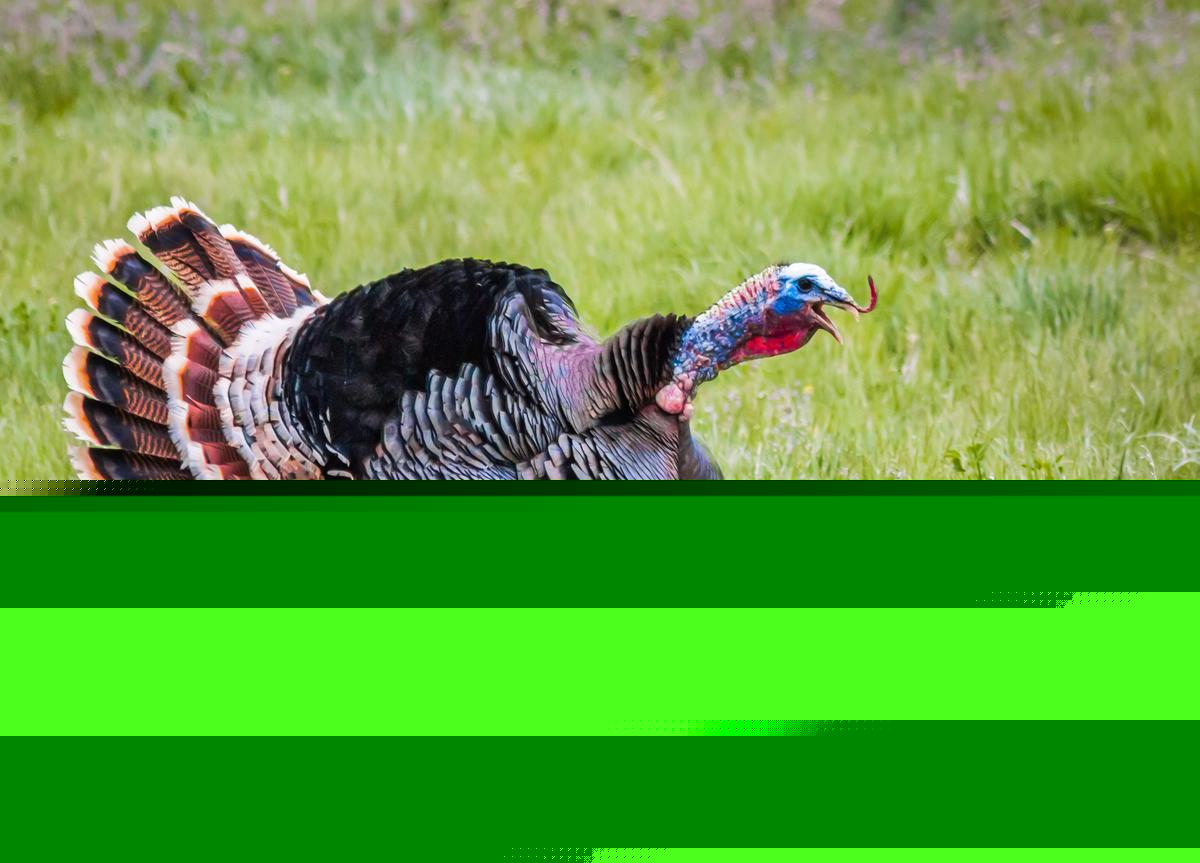 Three North Louisiana Men Face Serious Multi State Turkey Violations