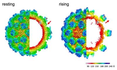 Shape-shifting: the key to norovirus infectiousness?