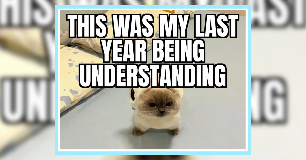 22 Funny Cat Memes to Fend Off your Fursday Freakout