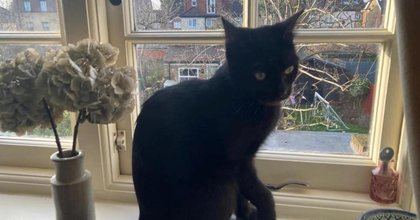 Gentle one-year-old cat Ivy will bring warmth and joy to any home