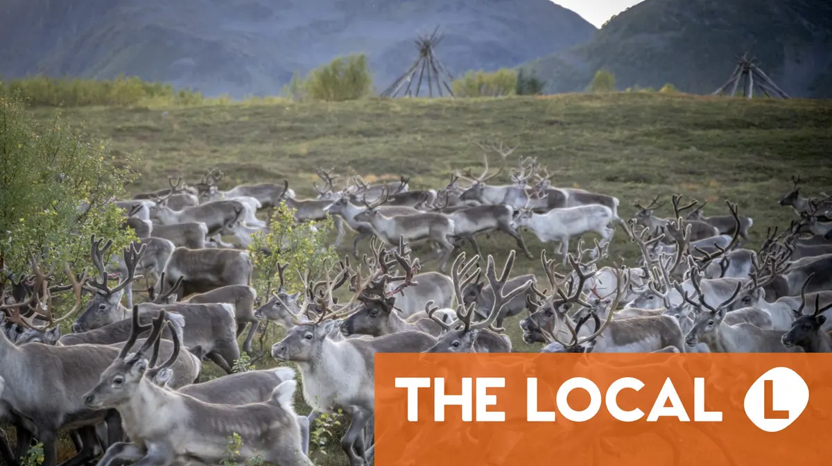 Norway records 'highly unusual' reindeer deaths