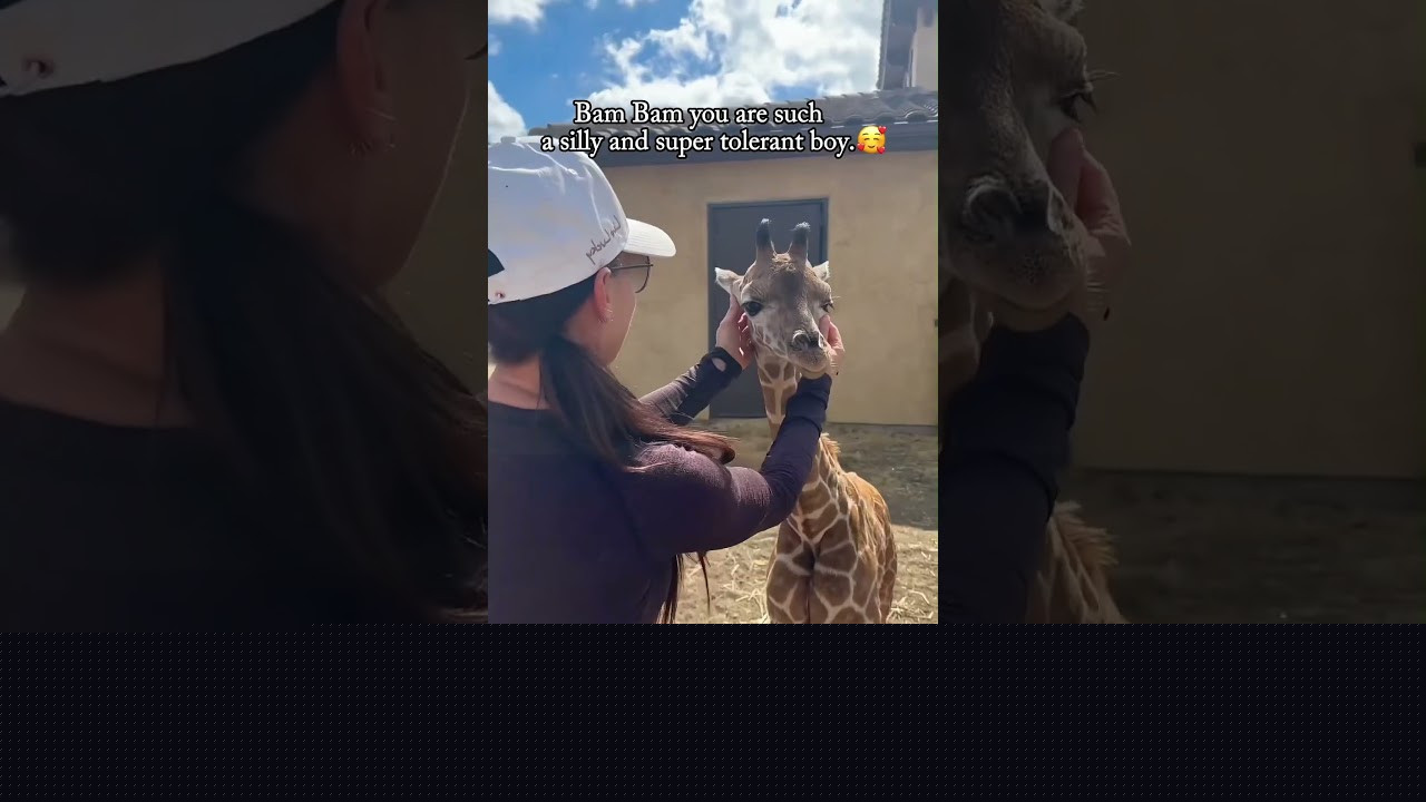 Cute giraffes (Offbeat)