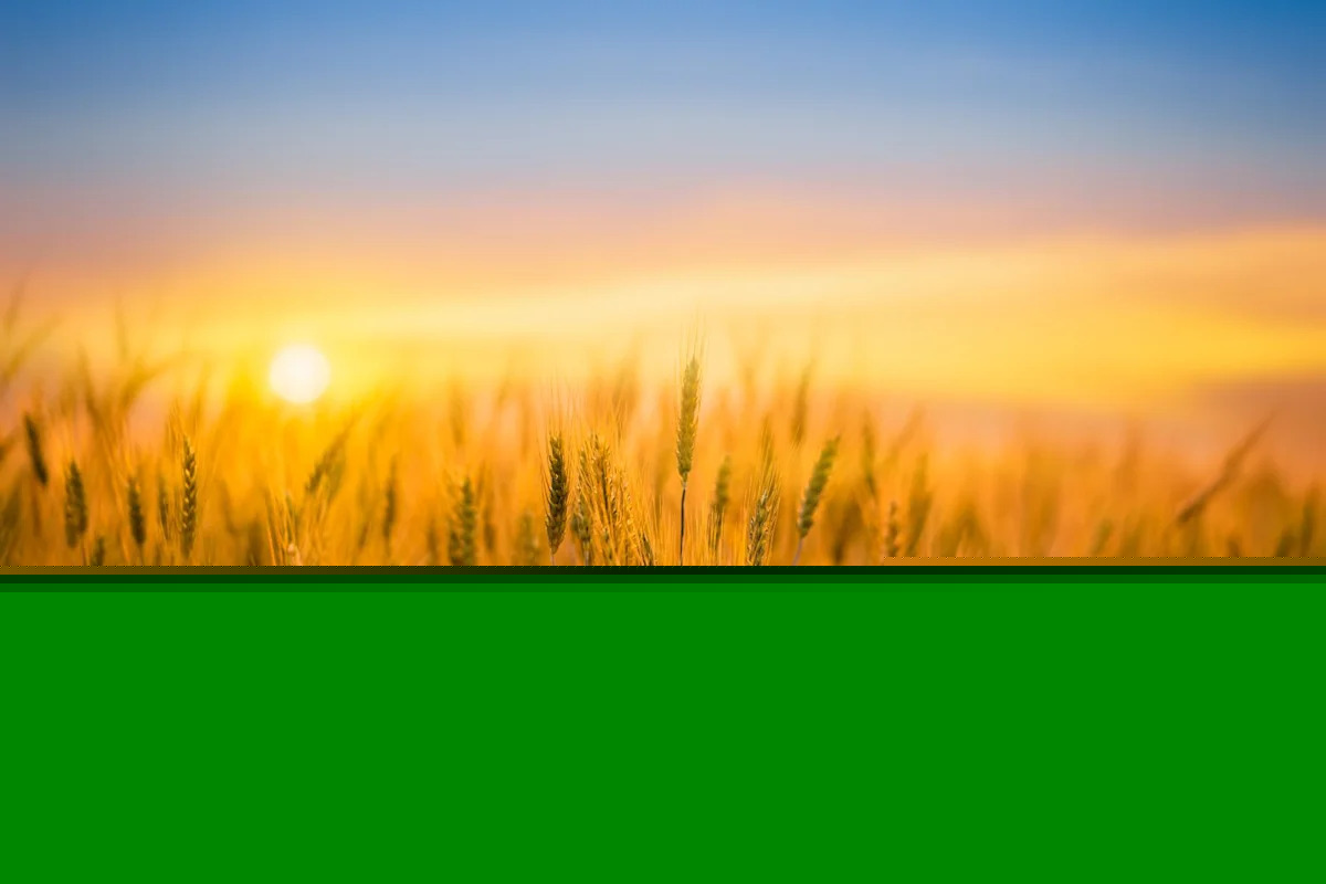 Wheat Pulls Off Early Friday Lows, Still See Pressure to Close the Week