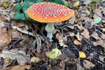 Finding fungi, taking a tour with the Sheriff and Hallowe’en happenings at Sherwood Forest