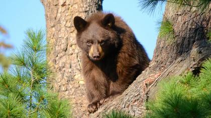 Boulder implements bear-related leash restrictions on open space